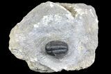 Detailed Gerastos Trilobite Fossil - Morocco #134091-1